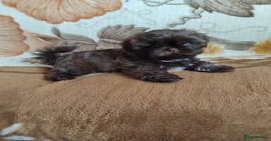 Shih Tzu dogs - Advert 7