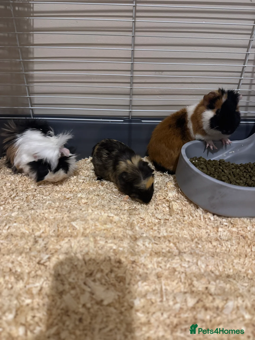 Guinea Pig rodents for sale: Three super friendly guinea pigs  - Advert 2