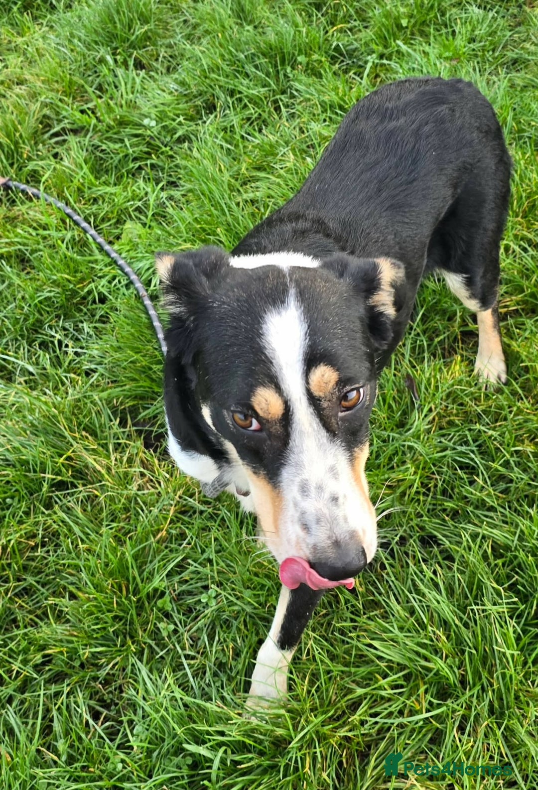 Mixed Breed dogs for adoption: TOMMY - Advert 7