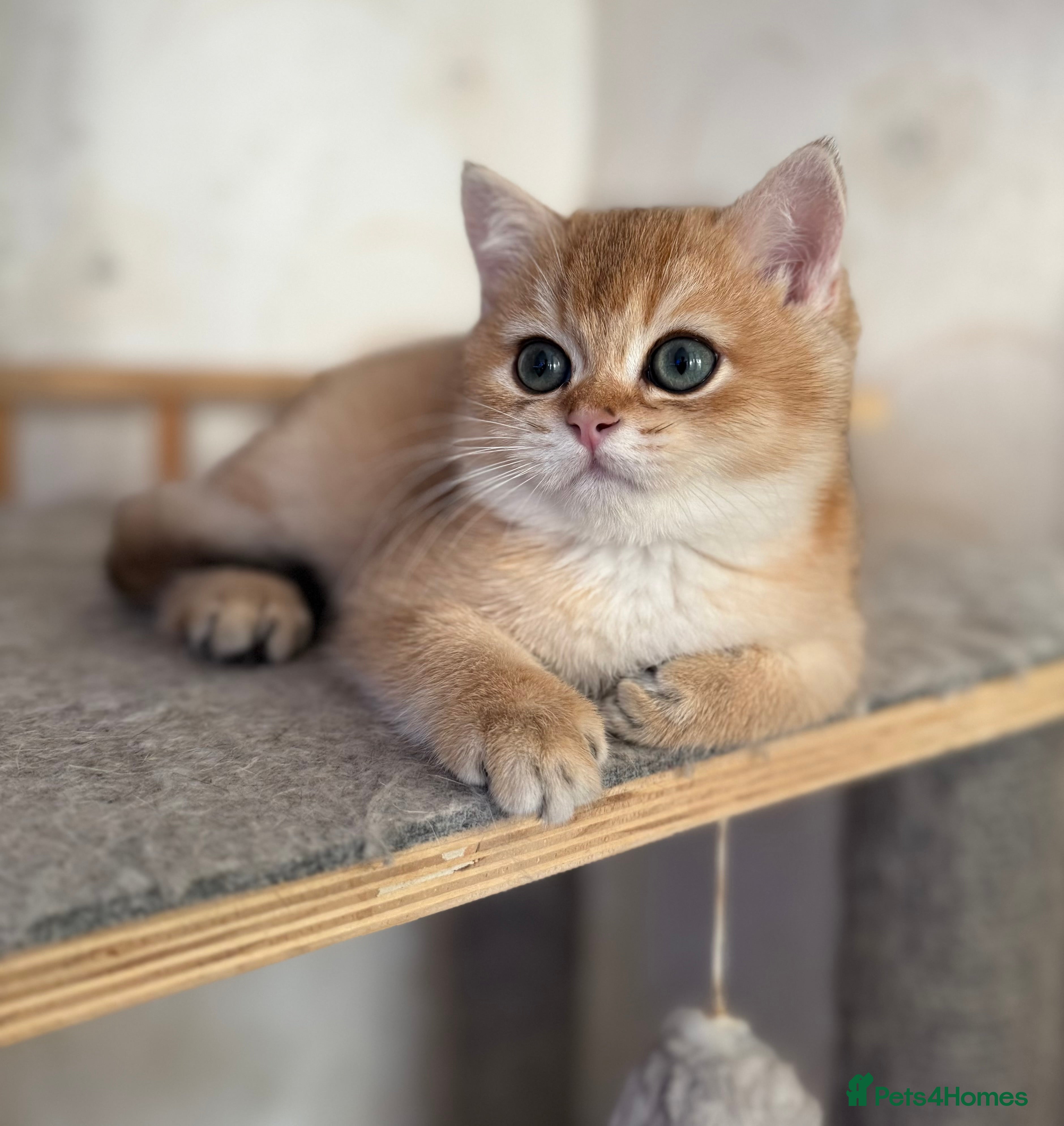 British Shorthair cats ✨ Last Golden BSH girl Looking for Loving Homes ✨ - Advert 14