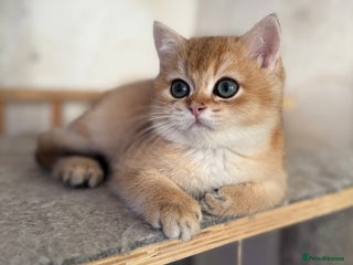 British Shorthair cats ✨ Last Golden BSH girl Looking for Loving Homes ✨ - Advert 18