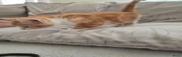 Mixed Breed cats for sale: 4 beautiful kittens for sale  in Cheltenham - Advert 3