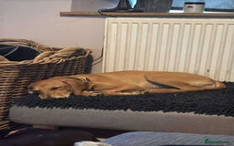Mixed Breed dogs for adoption: Sweet and loveable Honey, 5 months old - Image 10