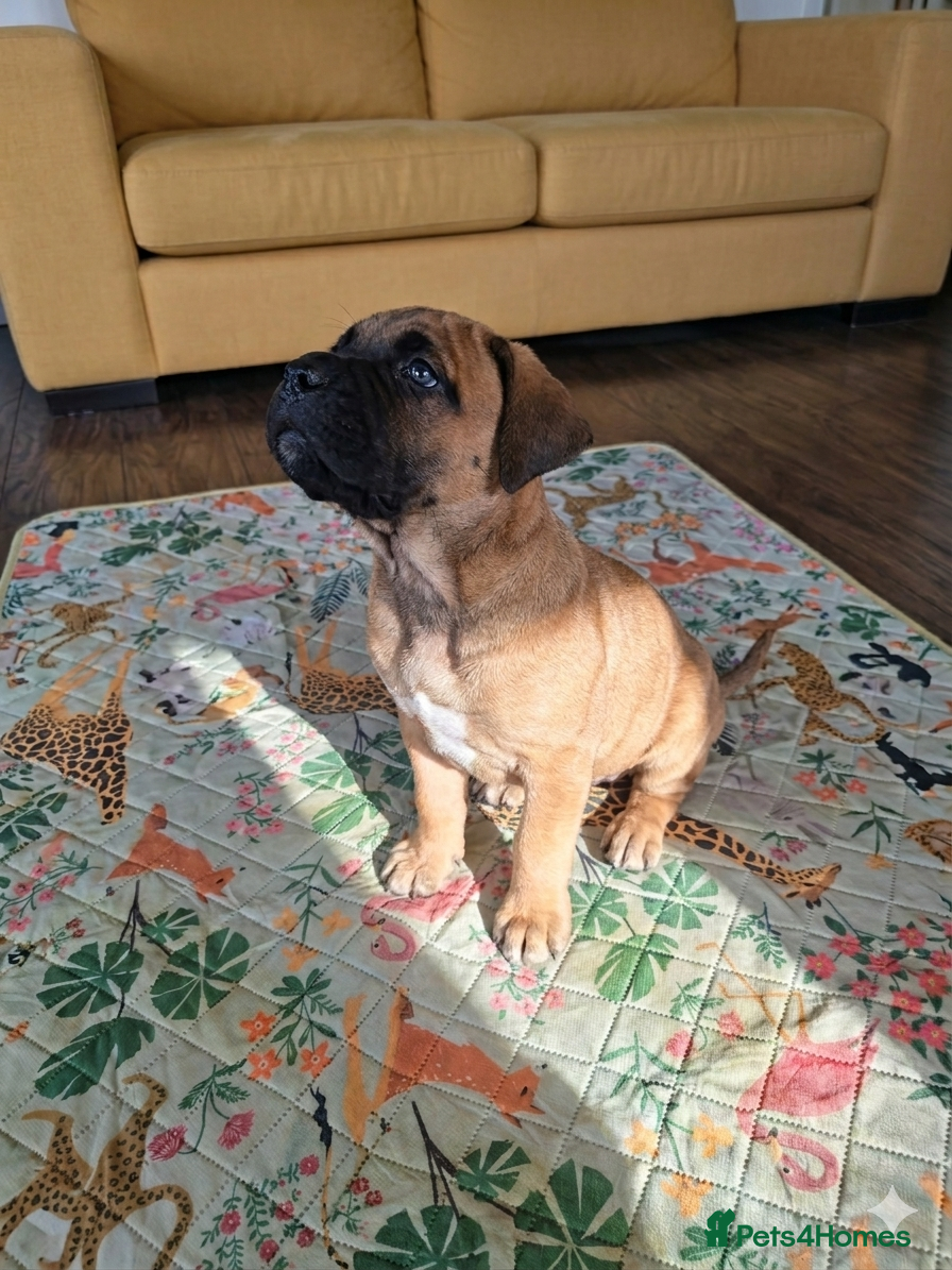 Mixed Breed dogs Cane Corso x Performance Mastiff  - Advert 1