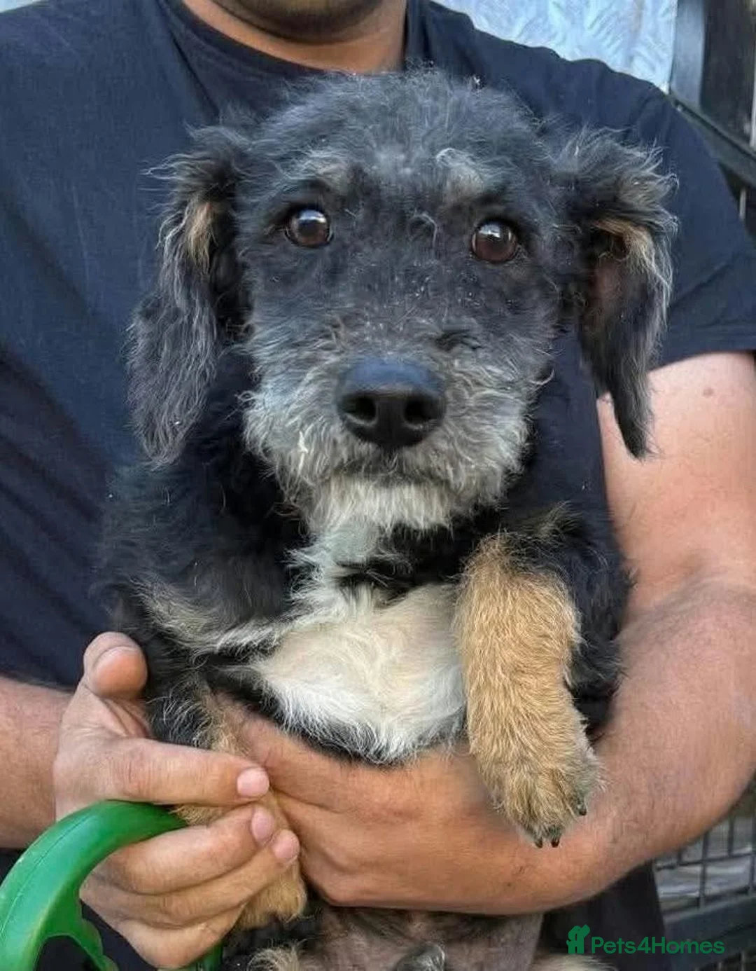 Mixed Breed dogs for adoption: Luca 5 months old - Advert 1