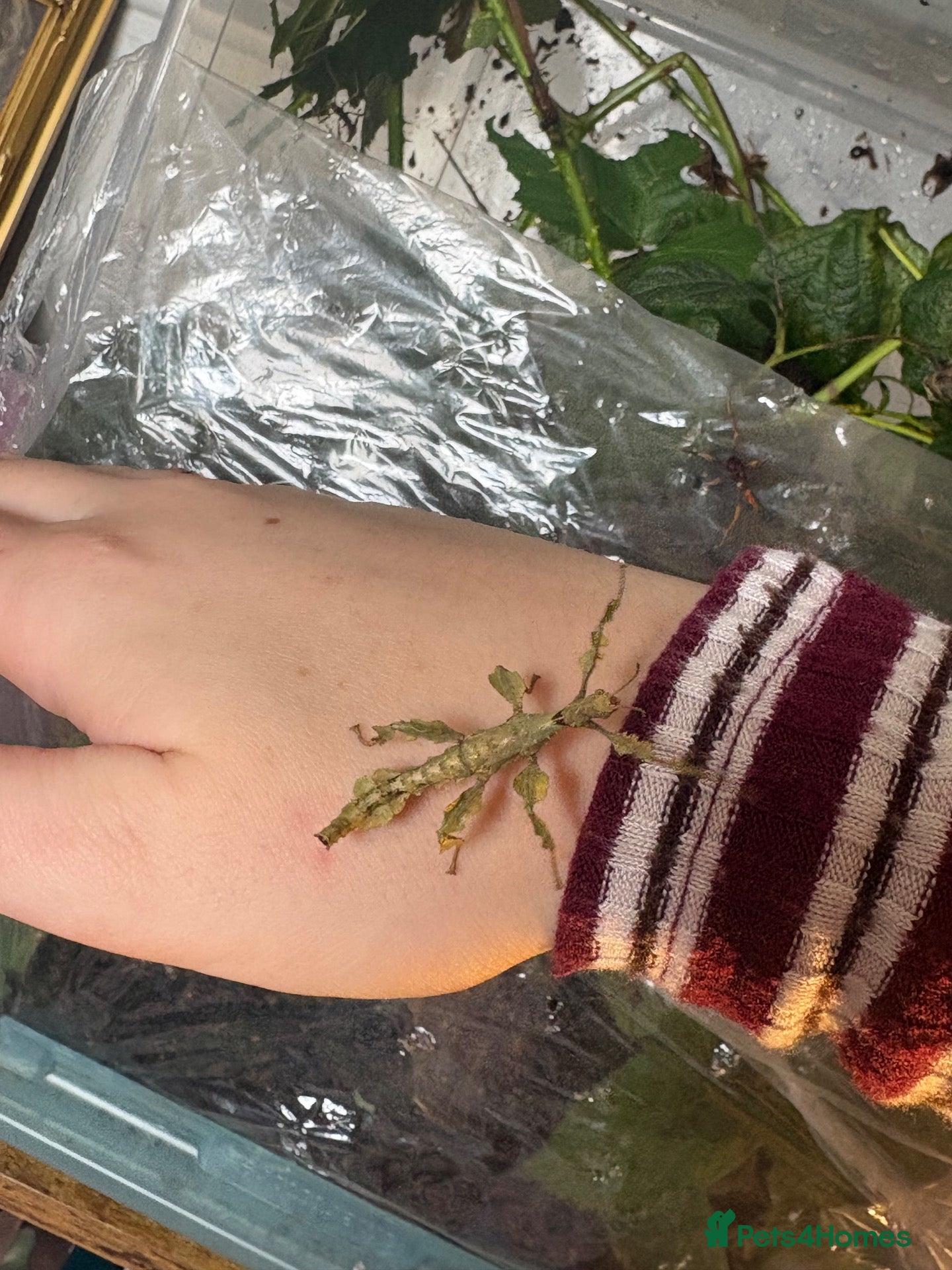 Stick Insects invertebrates Macleays Spectre Leaf Insects  - Advert 2