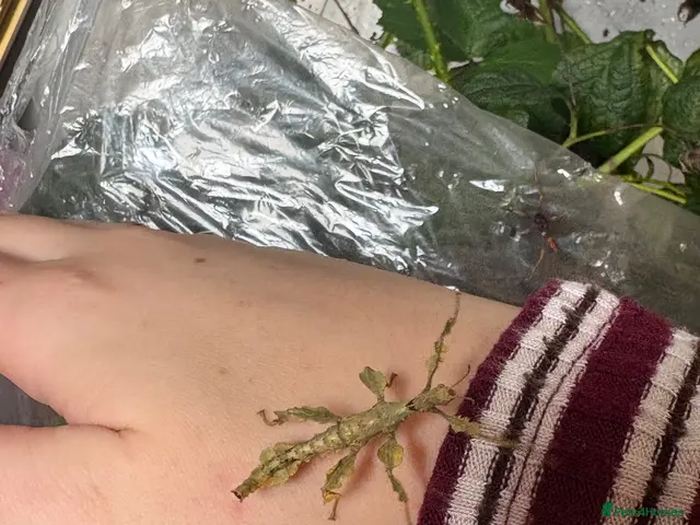 Stick Insects invertebrates for sale: Macleays Spectre Leaf Insects - Advert 2
