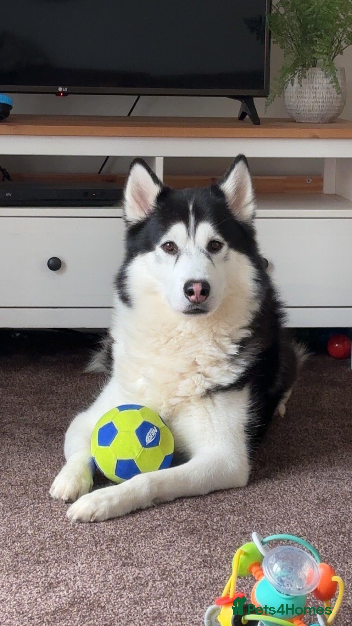 Utonagan dogs Husky/malamute 4y Has Hip dysplasia  - Advert 1
