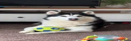 Utonagan dogs for sale: Husky/malamute 4y Has Hip dysplasia  in Leyburn - Advert 1