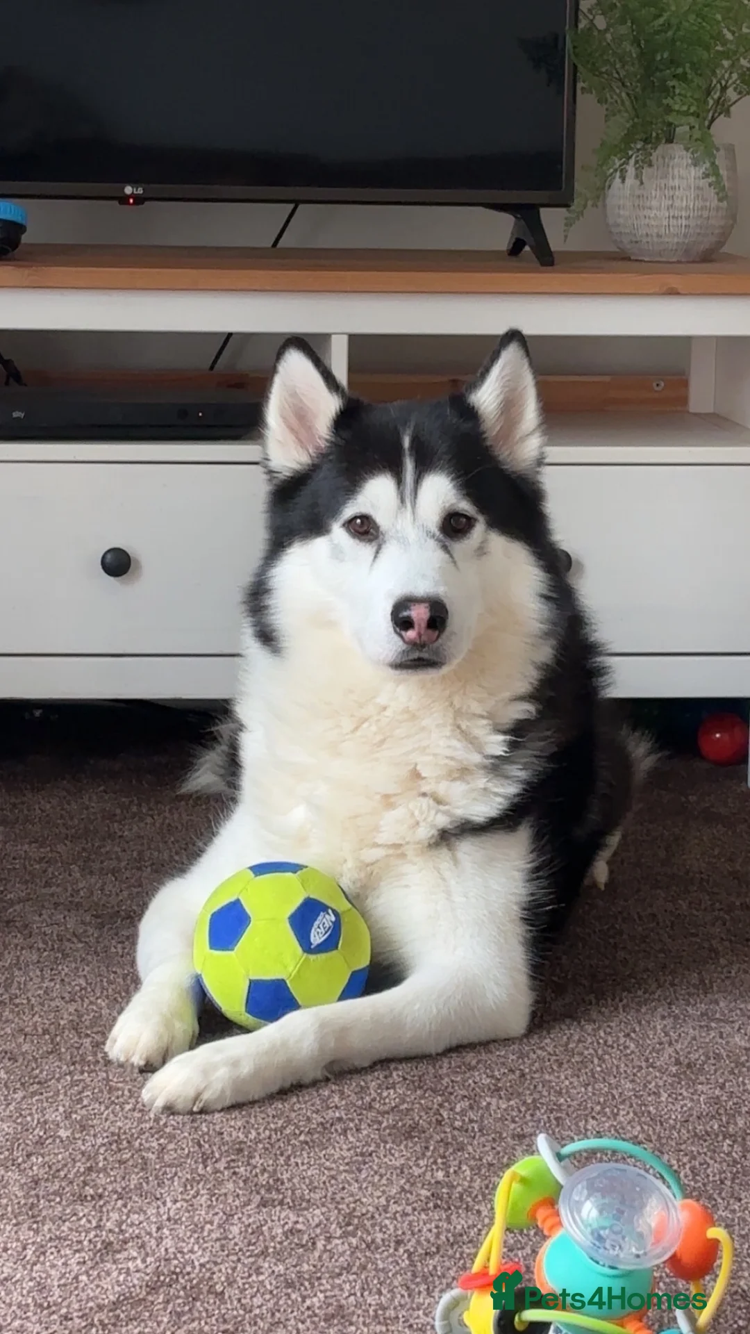 Utonagan dogs for sale: Husky/malamute 4y Has Hip dysplasia  in Leyburn - Advert 1