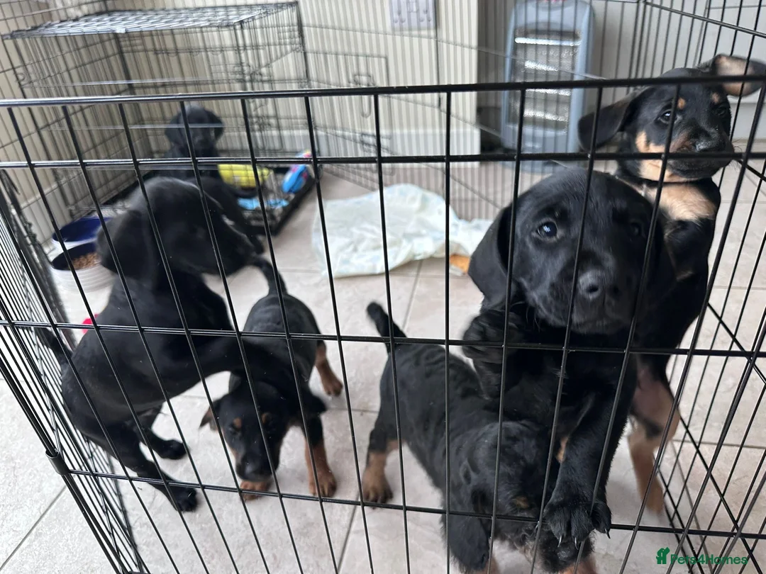 Mixed Breed dogs for sale: CockerDoodleDoo in Market Harborough - Advert 12