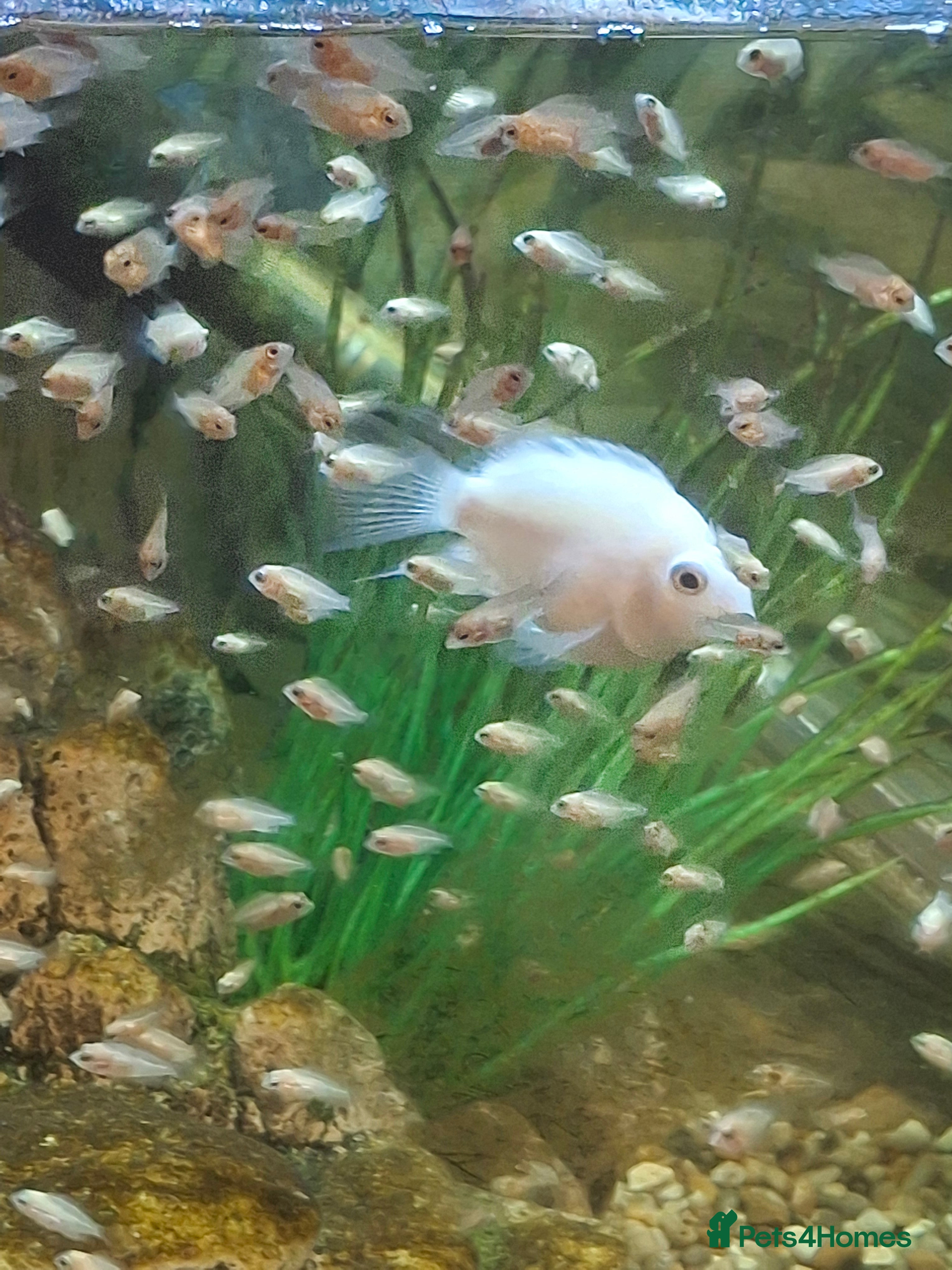 Cichlids fish Platinum Polar  - Advert 1