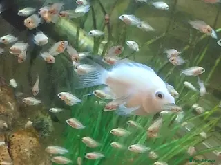 Cichlids fish Platinum Polar - Advert 7
