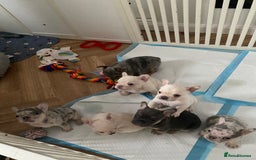 French Bulldog dogs for sale: Frenchie puppies  - Image 1