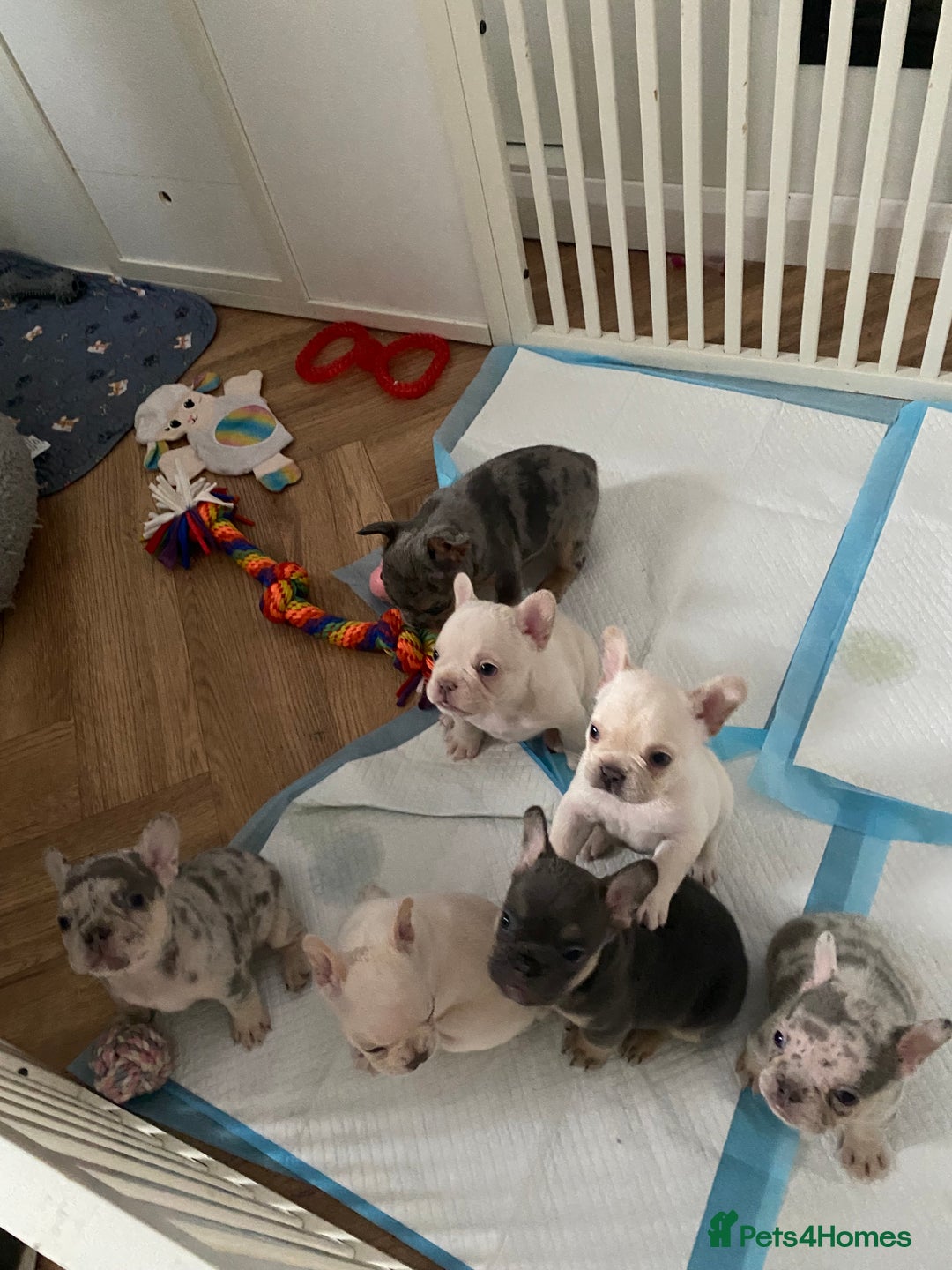 French Bulldog dogs for sale: Frenchie puppies  - Image 1