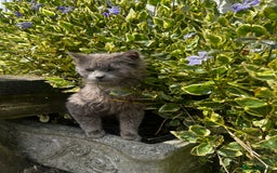 Mixed Breed cats for sale: Grey and white kittens  - Advert 4