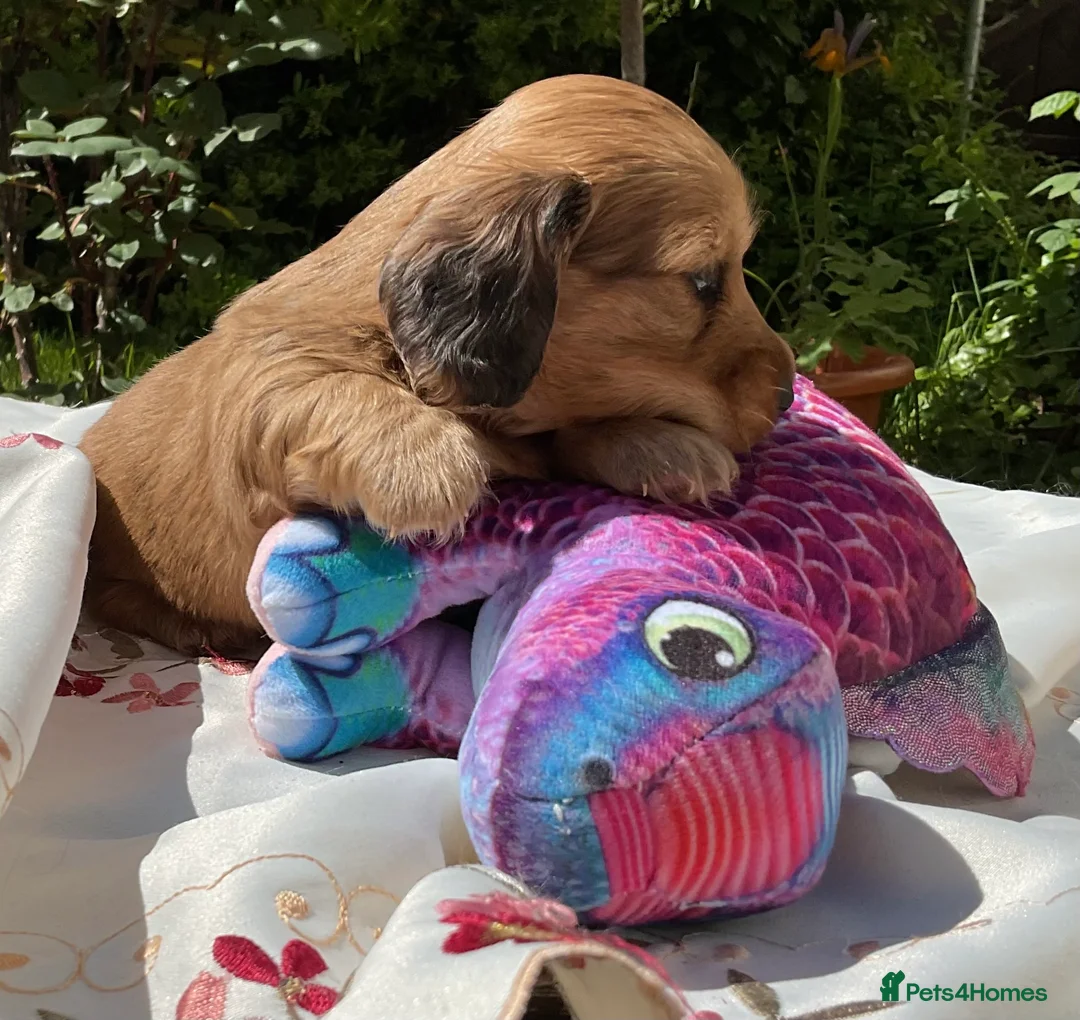 Miniature Dachshund dogs for sale: GORGEOUS KC reg PRA CLEAR MINI DACHSHUND PUPPIES in Swansea - Advert 36