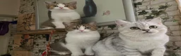 Munchkin cats for sale: ✨ Adorable TICA Registered Munchkin Kittens ✨ - Advert 10