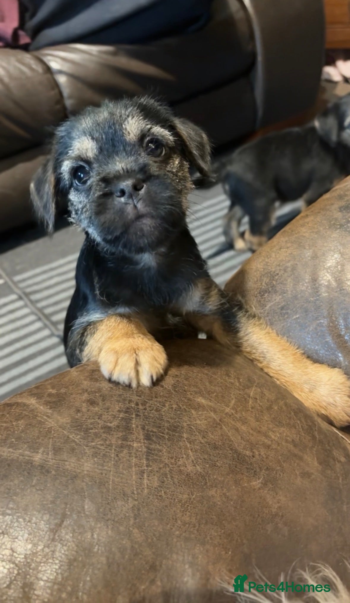 Border Terrier dogs 2 Beautiful KC Reg Dog Border Terrier Puppies - Advert 2