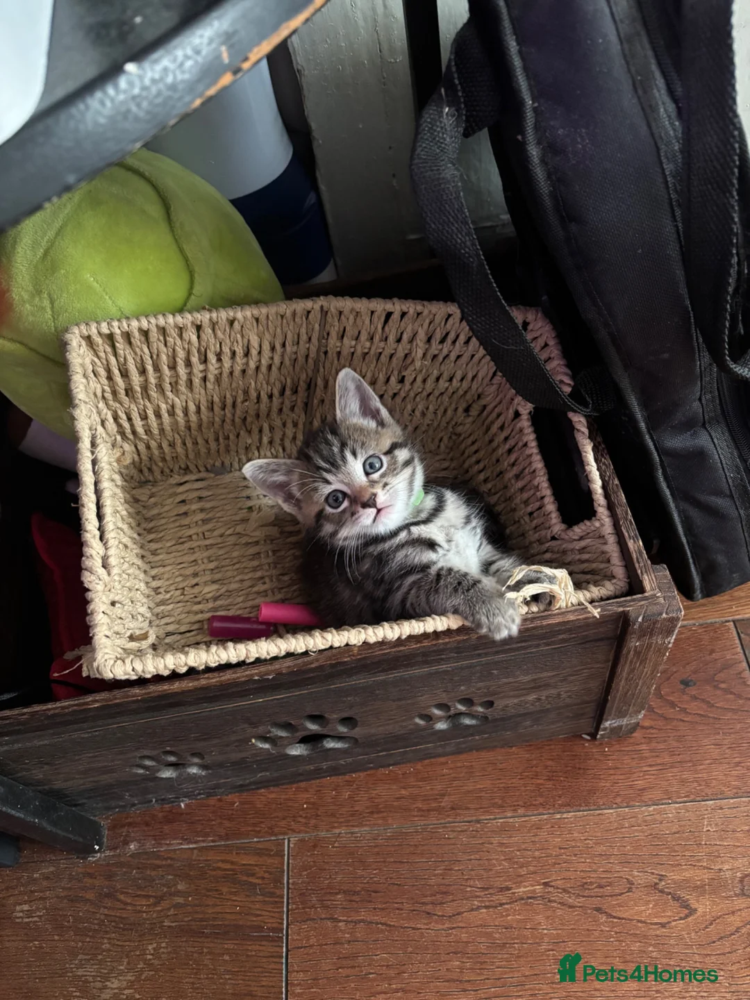 Mixed Breed cats for sale: 4 beautiful kittens left available  - Advert 1