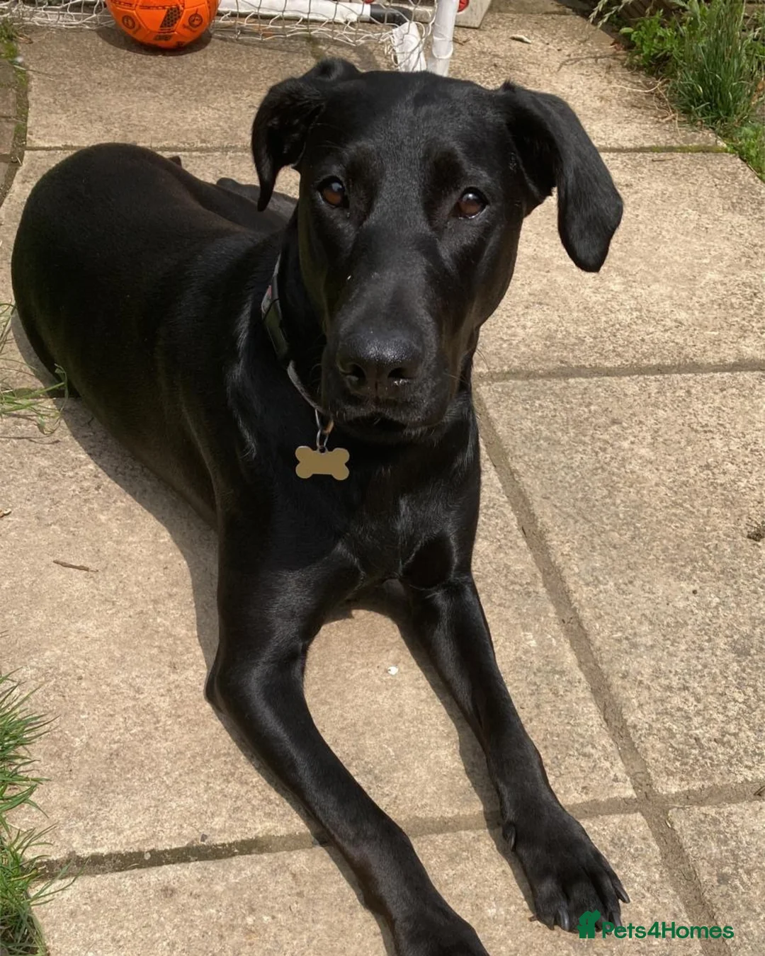 Mixed Breed dogs for adoption: Nibby has energy with a soft, goofy side - Advert 4