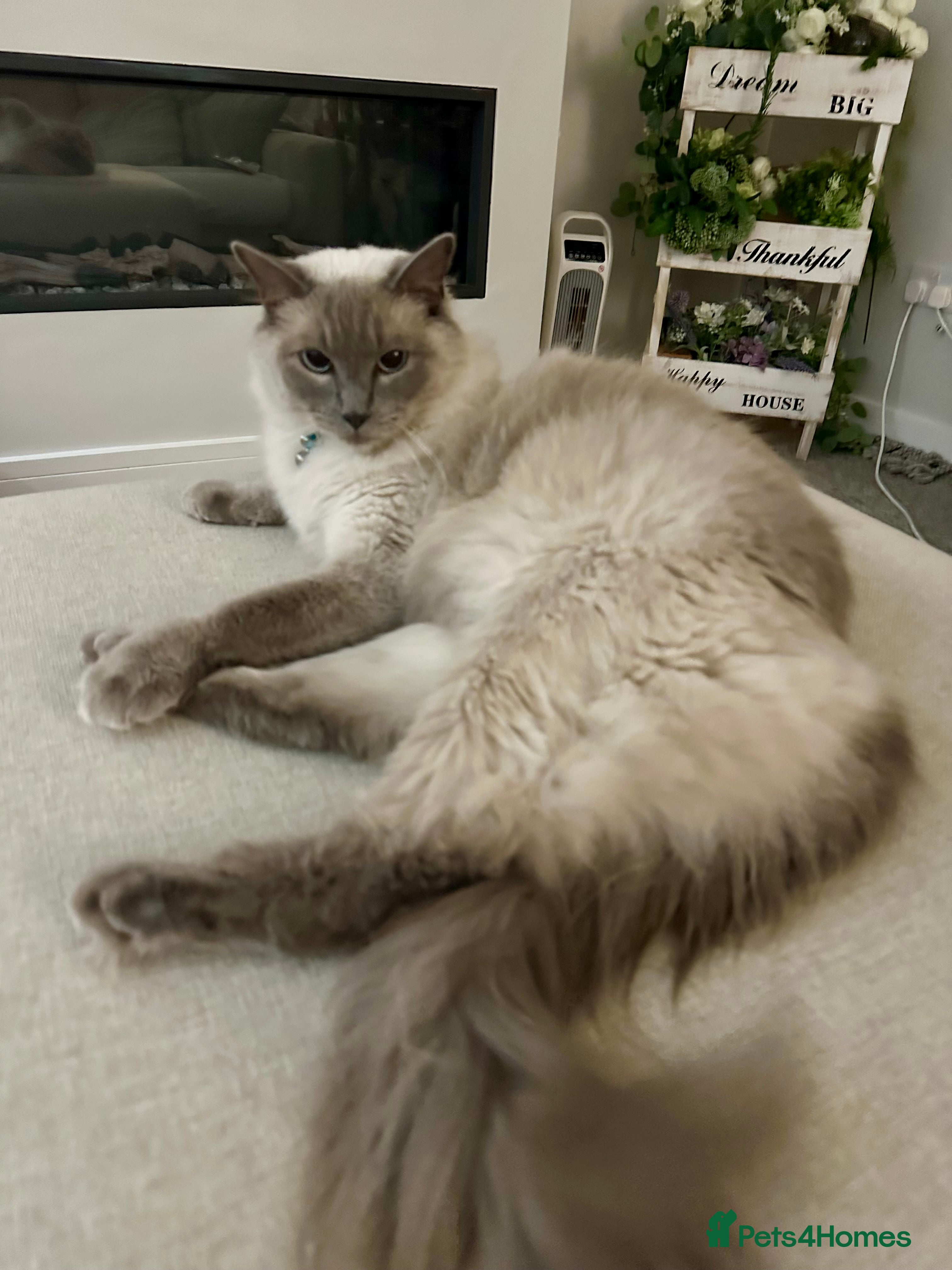 Ragdoll cats 2 year old ragdoll cat male - Advert 1