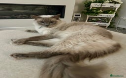 Ragdoll cats for sale: 2 year old ragdoll cat male - Image 1