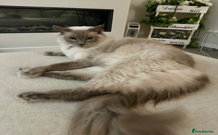 Ragdoll cats - Advert 1