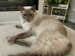 Ragdoll cats - Advert 36