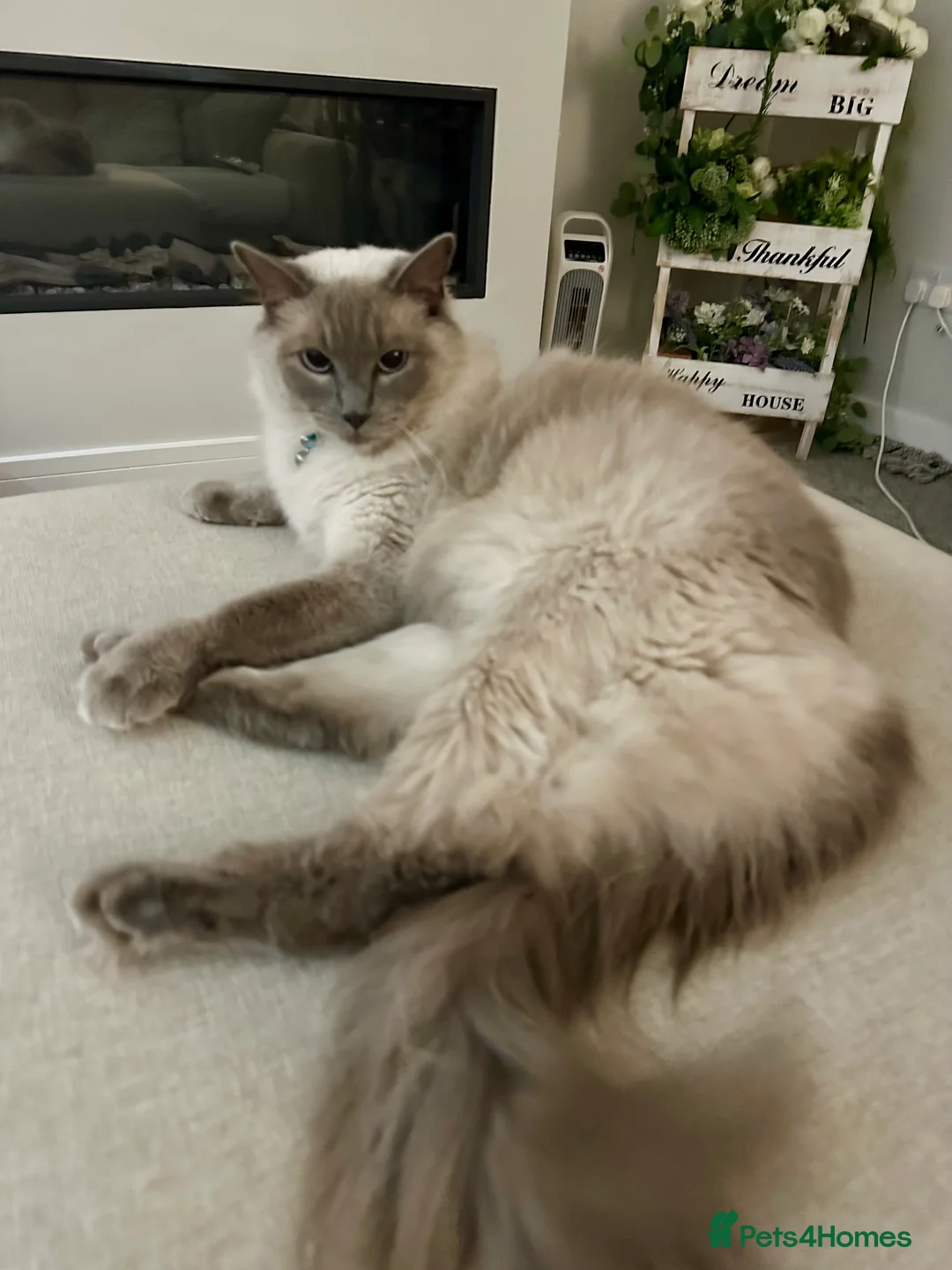 Ragdoll cats for sale: 2 year old ragdoll cat male - Advert 1