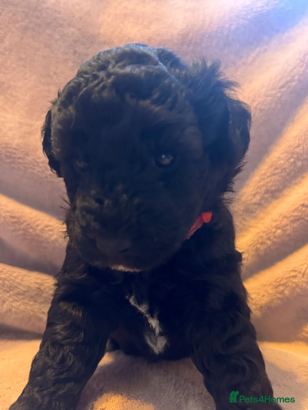 Schnoodle dogs for sale: 4 GIRLS 1 BOY LEFT  - Advert 2