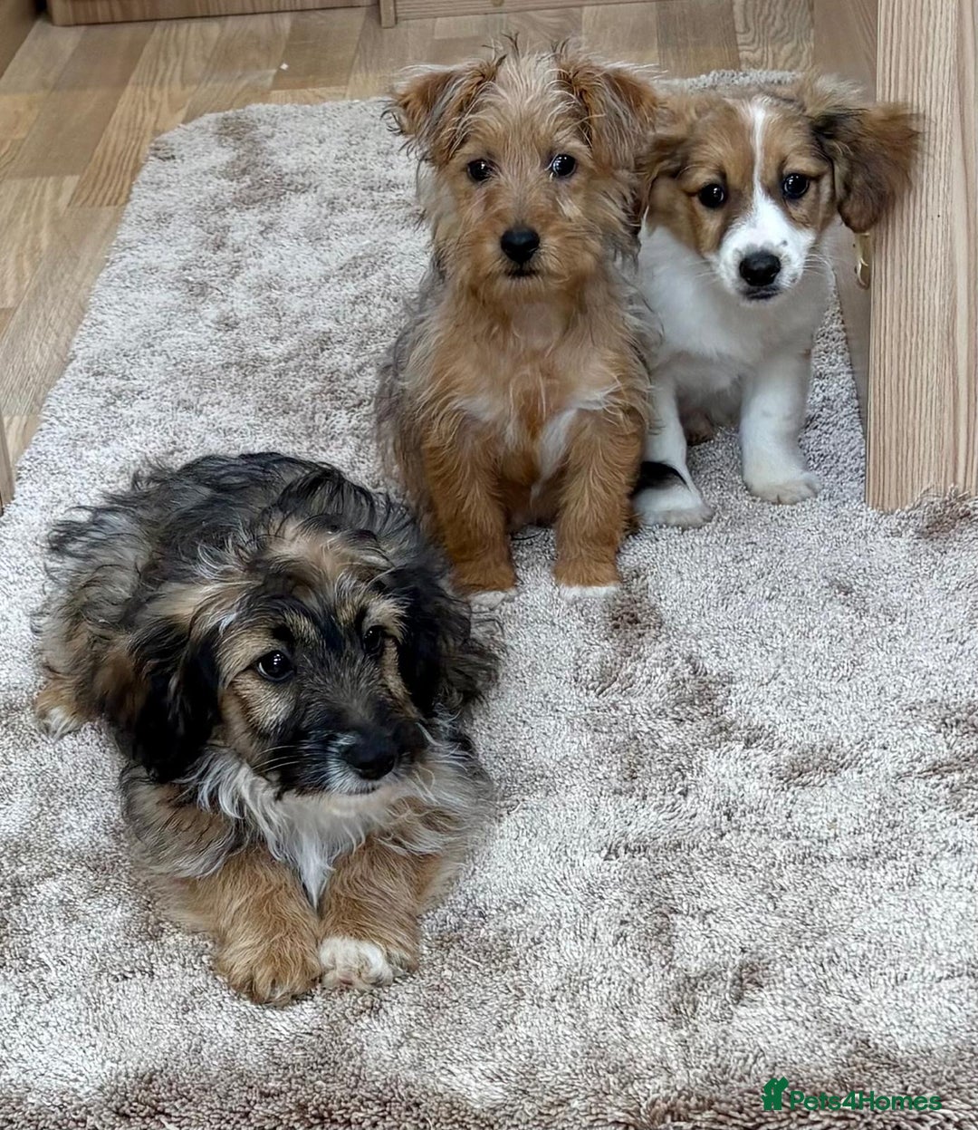 Jack Russell dogs for sale: Jack Russell Puppies… - Advert 6