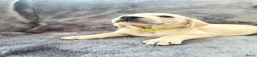 Golden Retriever Neon Collar 