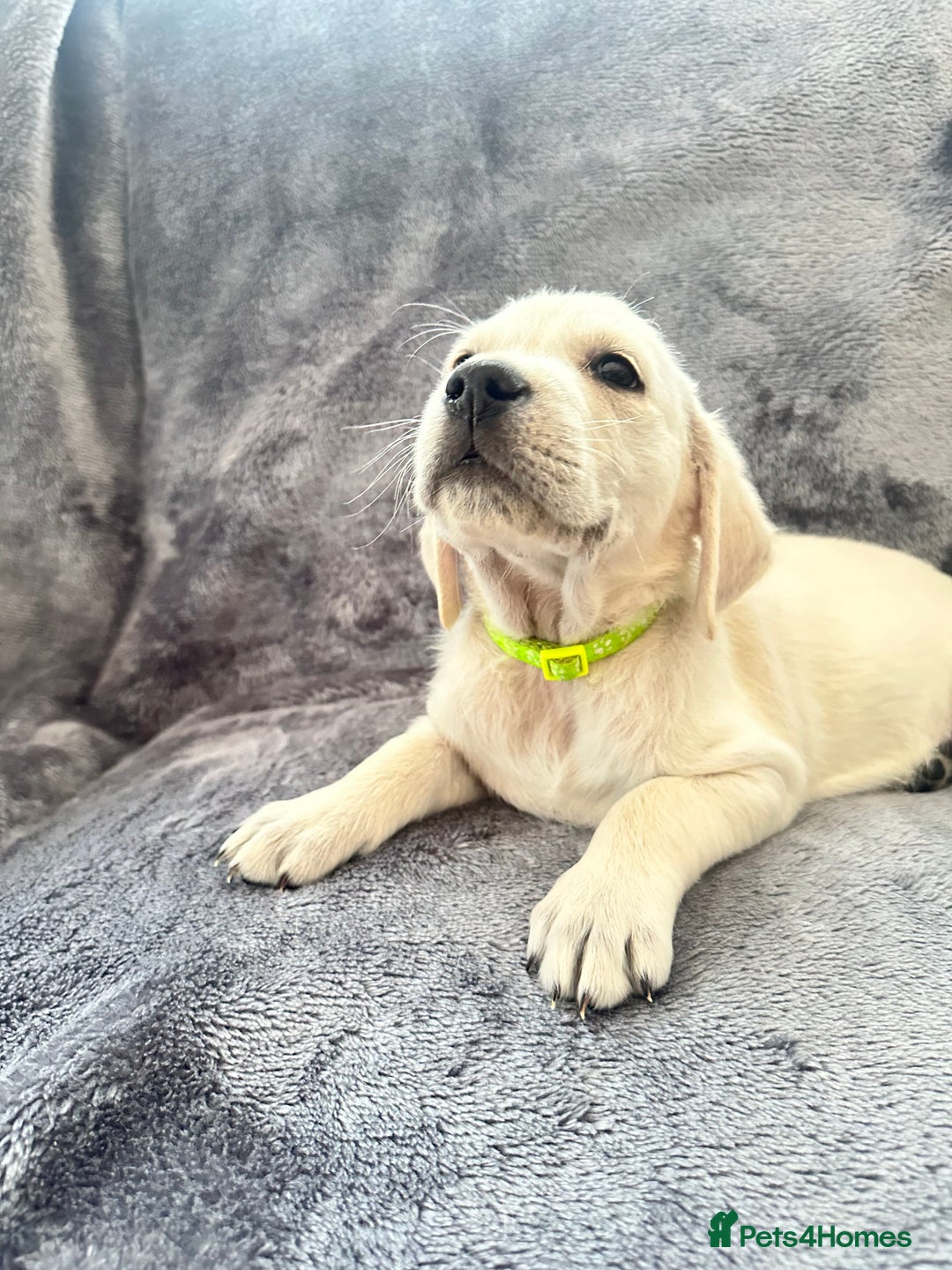 Golden Retriever dogs for sale: KC REGISTERED GOLDEN RETRIEVER PUPS - Image 5