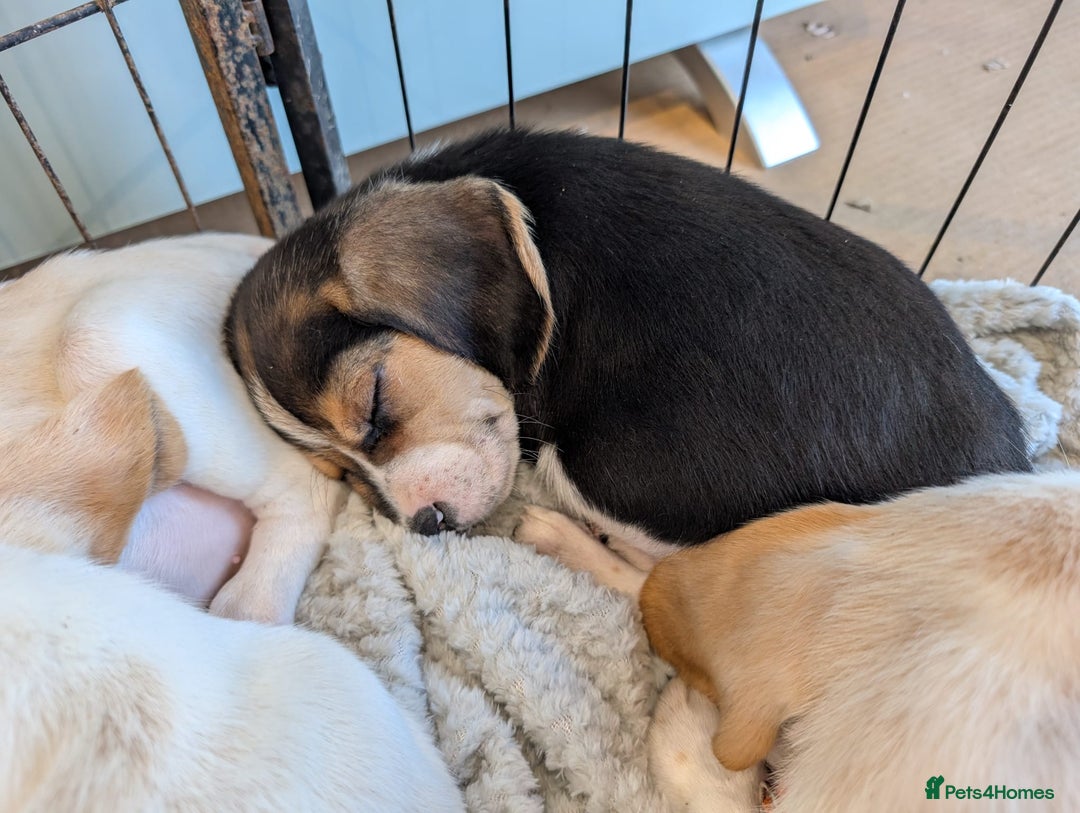 Beagle dogs for sale: 4 Gorgeous Beagles left! Ready to go - Advert 6