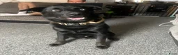 Mixed Breed dogs for sale: Frank lab x husky - Advert 3