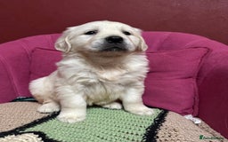 Golden Retriever dogs for sale: Extensively Health Tested & Kids Best friends - Advert 10