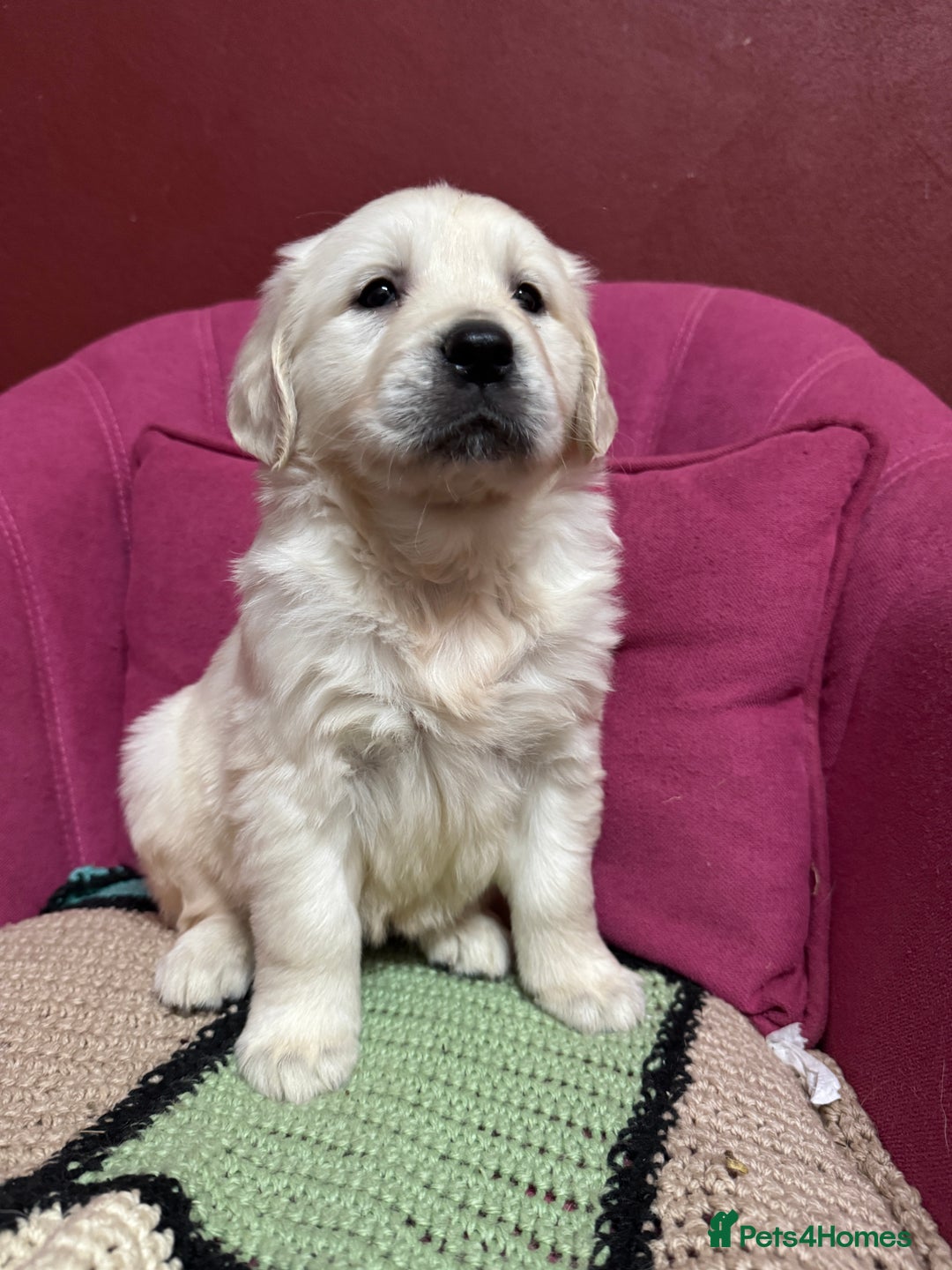 Golden Retriever dogs for sale: Extensively Health Tested & Kids Best friends - Advert 10