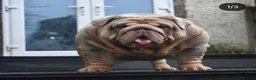 English Bulldog dogs for sale: 2 stunning Girl English bulldogs - Advert 21