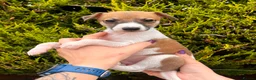 Whippet dogs for sale: One boy, Kennel club registered. - Advert 15