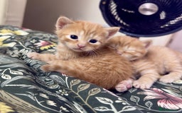 British Shorthair cats for sale: STUNNING 🤩 British Shorthair Queen 👑 litter  - Image 8