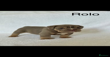 English Bulldog dogs - Advert 2