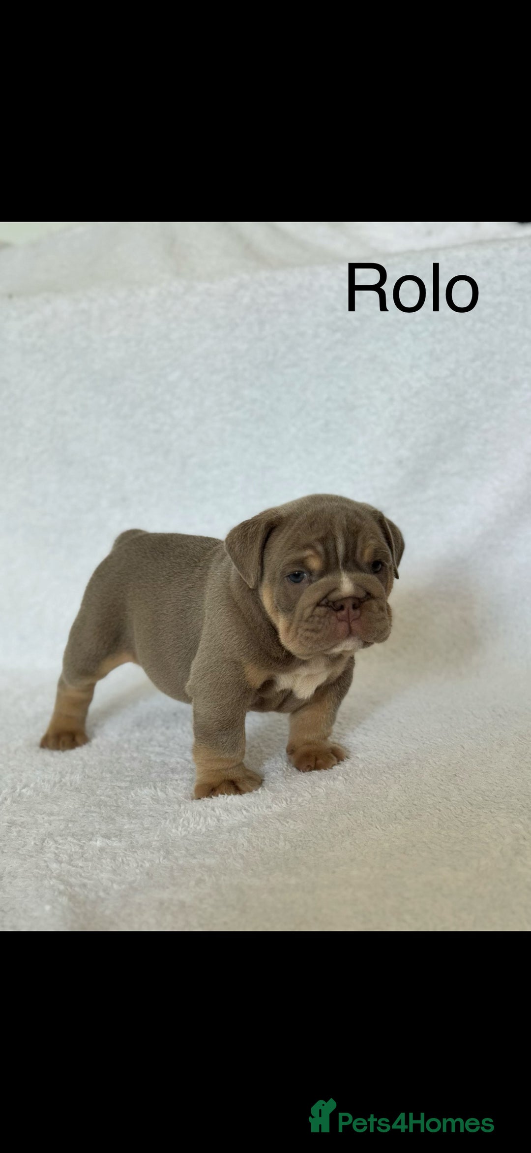 English Bulldog dogs for sale: KC registered English bulldog puppies - Image 3