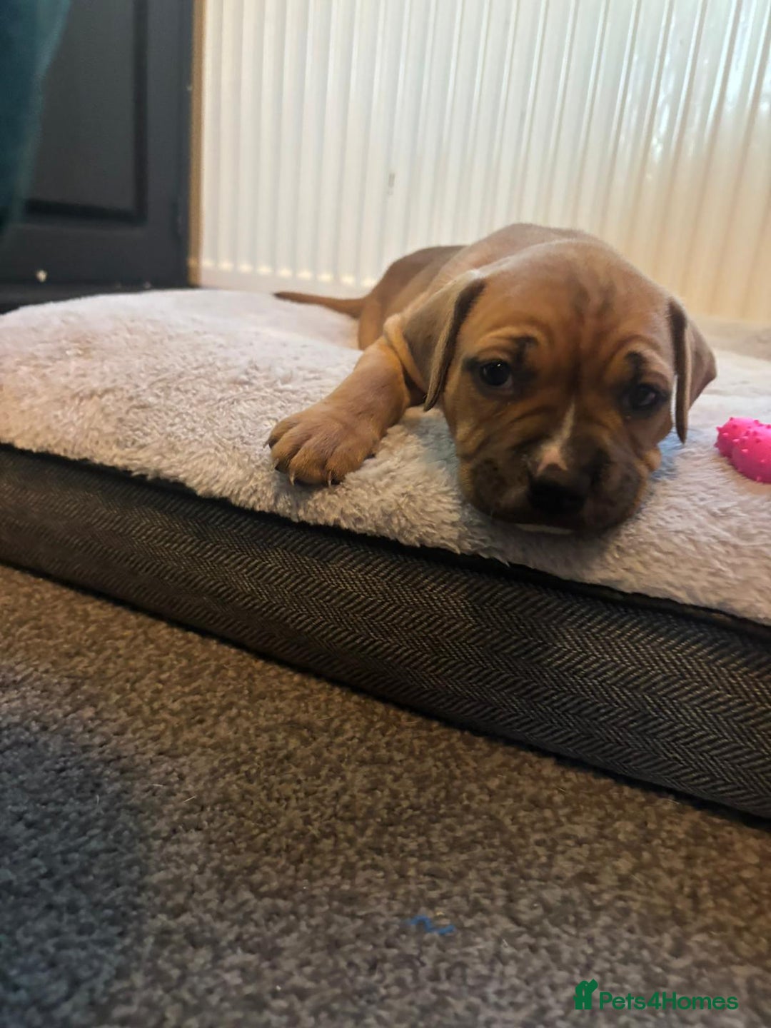 American Bulldog dogs for sale: American bulldog pups for sale - Advert 30