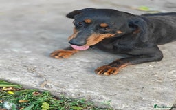 Mixed Breed dogs for adoption: 💖🐶 LEANA 🐶💖 - Image 5