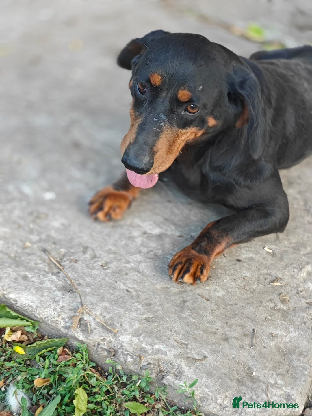 Mixed Breed dogs for adoption: 💖🐶 LEANA 🐶💖 - Image 5