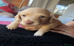 Dachshund dogs for sale:  Cream long haired miniature Dachshund - Image 24