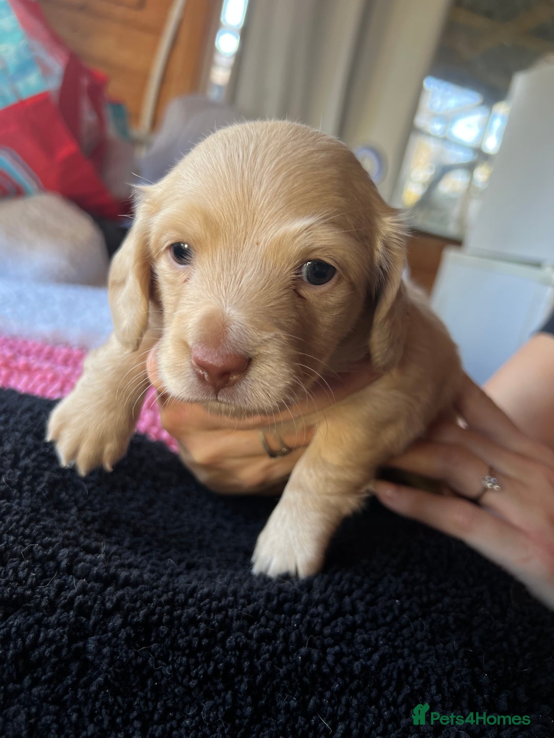 Dachshund dogs for sale:  Cream long haired miniature Dachshund - Image 24