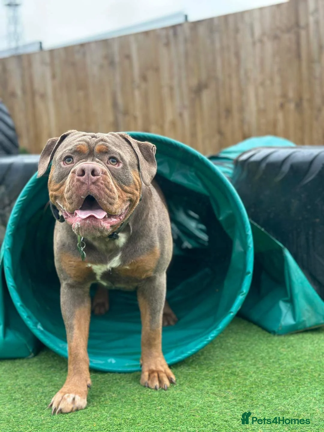 Olde English Bulldogge dogs for stud: Olde English Bulldogge for Stud - Winston in Thetford - Advert 19