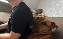 Mixed Breed dogs for sale: Male staffy cross  - Advert 3